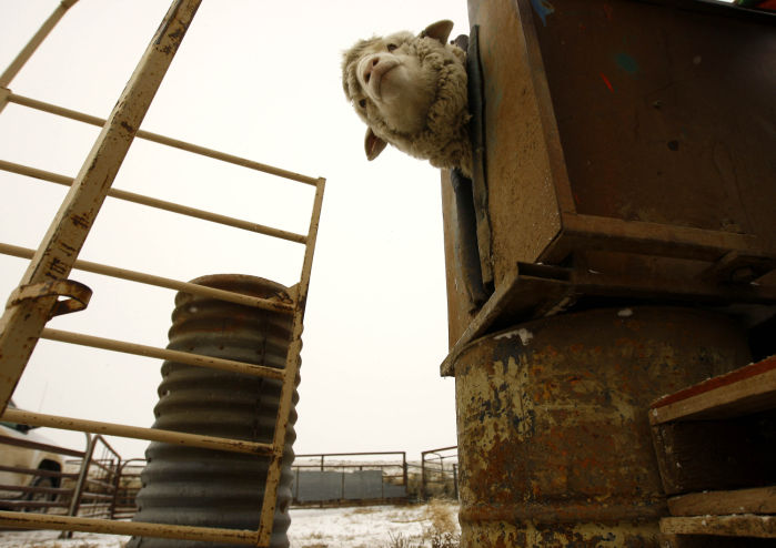 Sheep Rancher